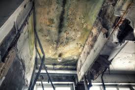  Laguna Heights, TX Mold Removal Pros